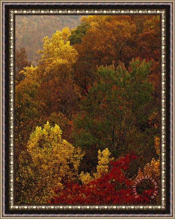 Raymond Gehman Elevated View of a Stand of Forest in Autumn Hues Framed Painting