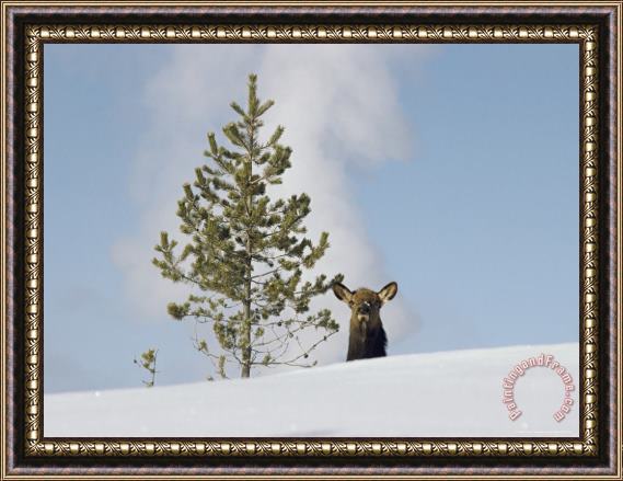 Raymond Gehman Elk Or Wapiti And Old Faithful Geyser Yellowstone National Park Framed Painting