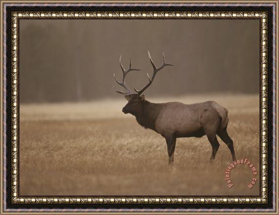 Raymond Gehman Elk Or Wapiti Bull at Sunset Yellowstone National Park Wyoming Framed Painting
