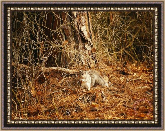 Raymond Gehman Endangered Delmarva Fox Squirrel Gathering Pine Nuts Framed Print