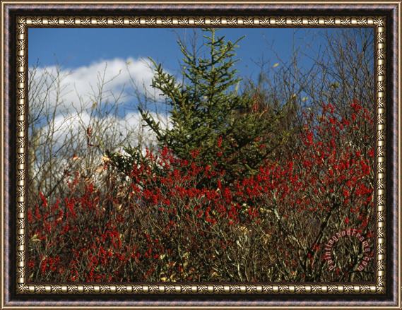 Raymond Gehman Evergreen Tree And Shrubs with Autumn Hues Framed Painting