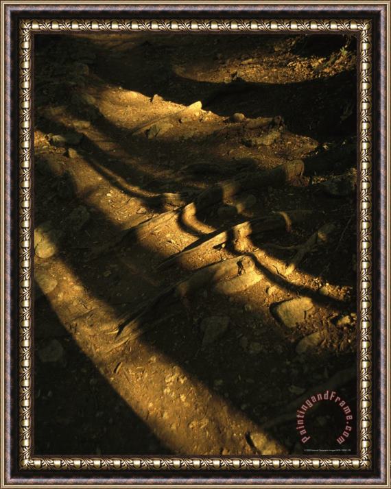 Raymond Gehman Exposed Tree Roots Rise Out of The Trail to Crabtree Falls Framed Painting