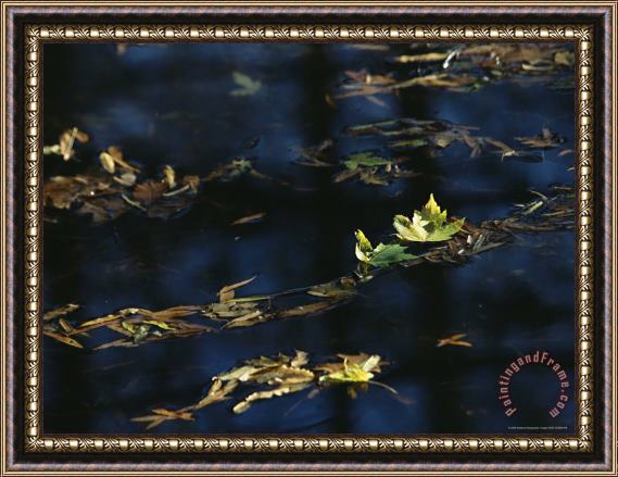 Raymond Gehman Fall Tinged Maple Leaves Float in Water Reflecting The Blue Sky Framed Painting