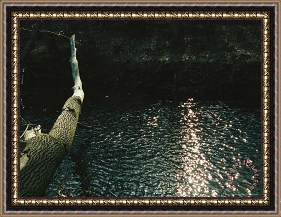 Raymond Gehman Fallen Oak Spans Rock Creek Framed Painting