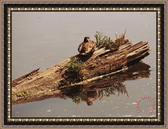 Raymond Gehman Female Mallard Anas Platyrhynchos Rests on a Submerged Log Framed Painting