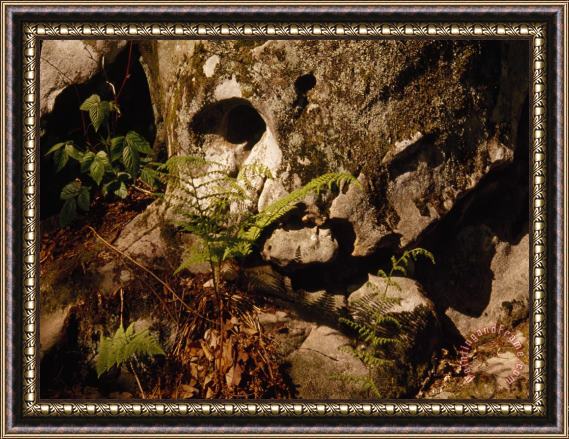 Raymond Gehman Fern Growing Near a Moss Covered Rock Framed Painting