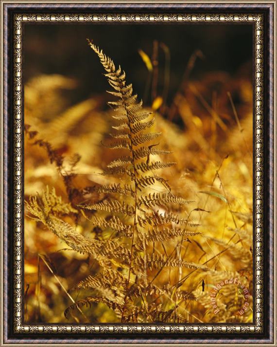 Raymond Gehman Ferns Turned Golden by The Autumn Season Framed Painting