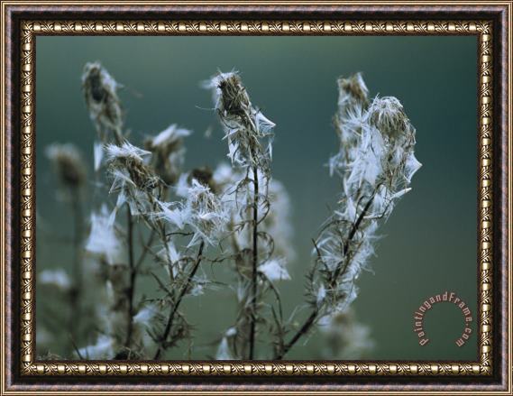 Raymond Gehman Fluff From Seed Clings to Spent Blooms And Stems of Weedy Wildflowers Framed Painting