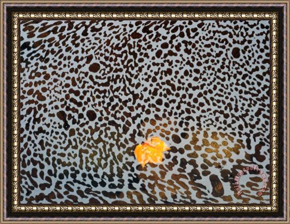 Raymond Gehman Foam Covers a Stray Leaf in a Brook at Cape Breton Framed Painting