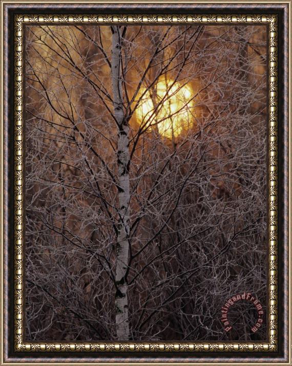 Raymond Gehman Frost Covered White Birch Trees with The Sun Rising Behind Framed Painting