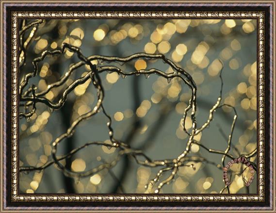 Raymond Gehman Frozen Twigs of a Corkscrew Willow Sparkle in The Sunlight Framed Painting