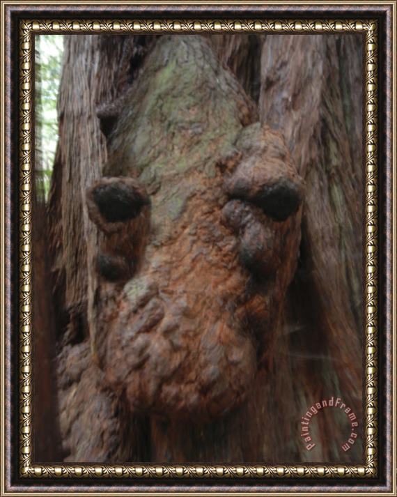 Raymond Gehman Giant Redwood Tree Knot Resembling an Alligator S Head Framed Painting