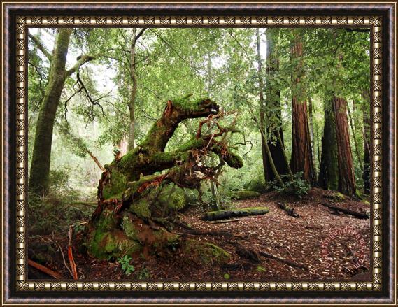 Raymond Gehman Giant Redwood Tree Root Ball Looking Like a Leaping Horse Framed Painting
