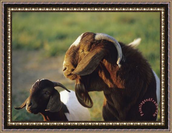 Raymond Gehman Goat And Kid in a Sunny Field Framed Painting