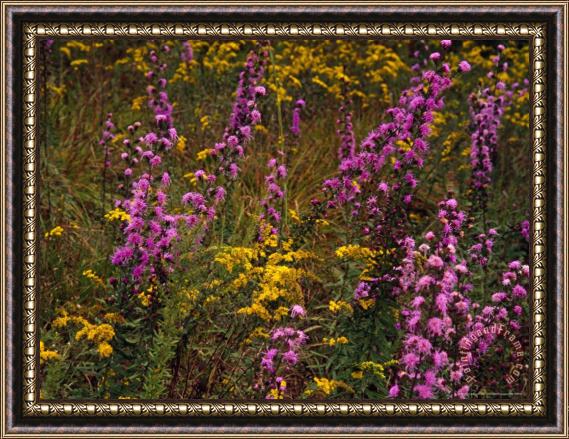 Raymond Gehman Goldenrod And Other Wildflowers in Bloom Framed Painting