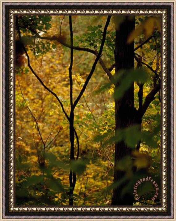 Raymond Gehman Grape Vines And Trees in Autumn Hues Framed Painting