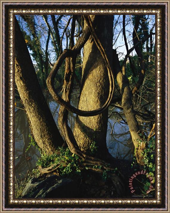 Raymond Gehman Grapevine Entwined in Oak Tree at Sunset with Blue Water And Sky Framed Painting