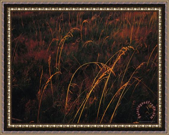 Raymond Gehman Grasses Glow Golden in Evening S Light Framed Painting