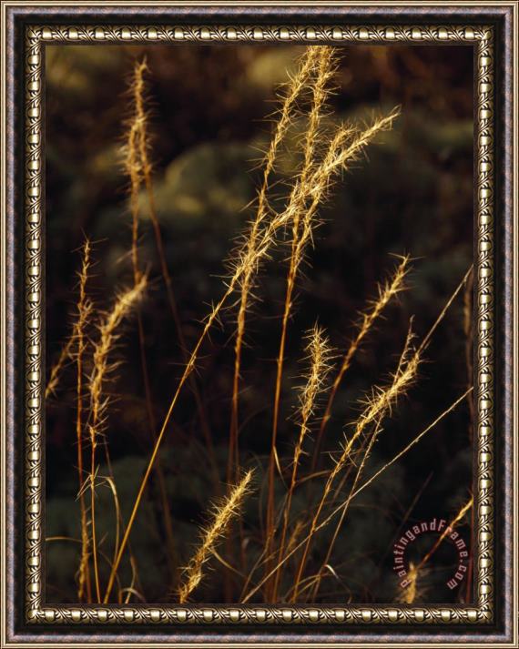 Raymond Gehman Grasses in Autumn Brown Lit with Golden Sunlight Framed Print