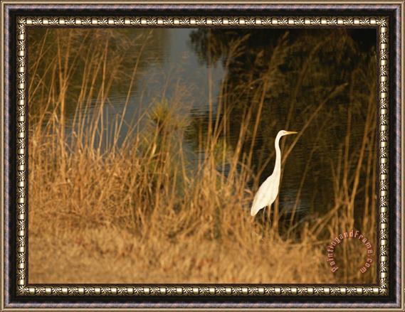 Raymond Gehman Great Egret Standing in Tall Grasses Near a Tidal Creek Framed Painting