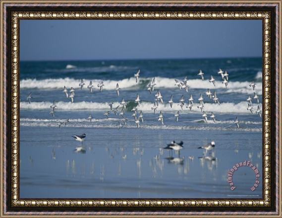 Raymond Gehman Group of Laughing Gulls Fly Over The Surging Surf Framed Print