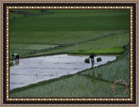 Raymond Gehman Harvesting Rice Zhuang Tribe Guangxi Autonomous Region China Framed Painting