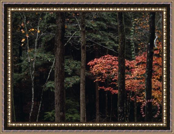 Raymond Gehman Hemlocks And Maples Are Part of Appalachian Woodlands Paint Creek Framed Print