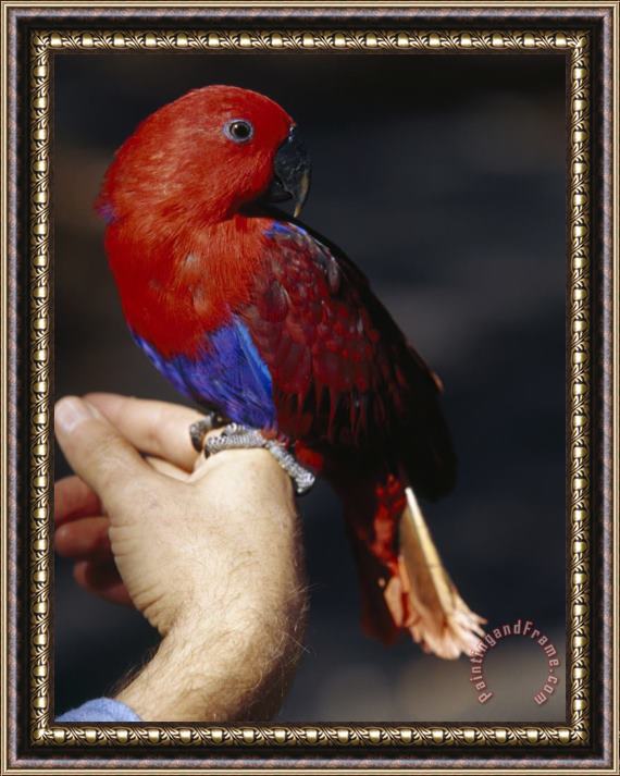 Raymond Gehman Hiker S Pet Bird Solomon Island Eclectus Rests on His Finger Framed Painting