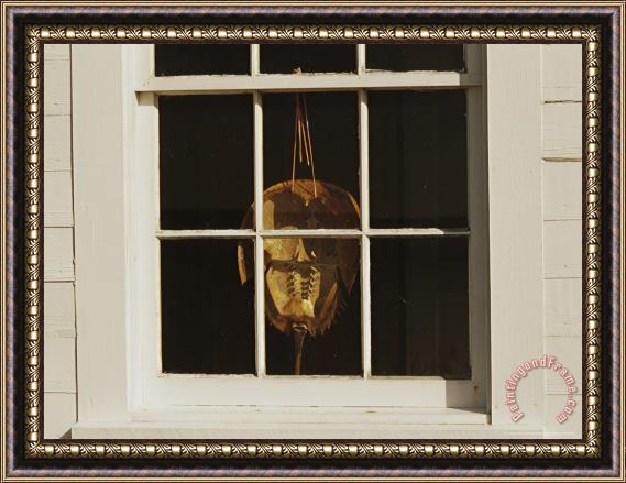 Raymond Gehman Horseshoe Crab Shell Hanging in a Window Framed Print