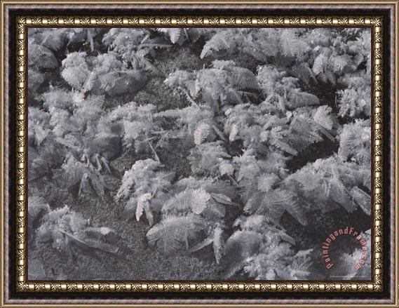 Raymond Gehman Ice Crystal Detail Yellowstone National Park Wyoming Framed Print