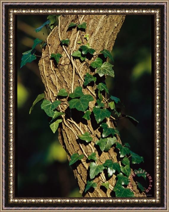 Raymond Gehman Ivy Growing Along a Tree Trunk Framed Print