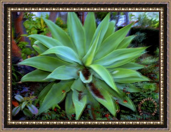 Raymond Gehman Large Succulent Plant in a Garden Framed Painting