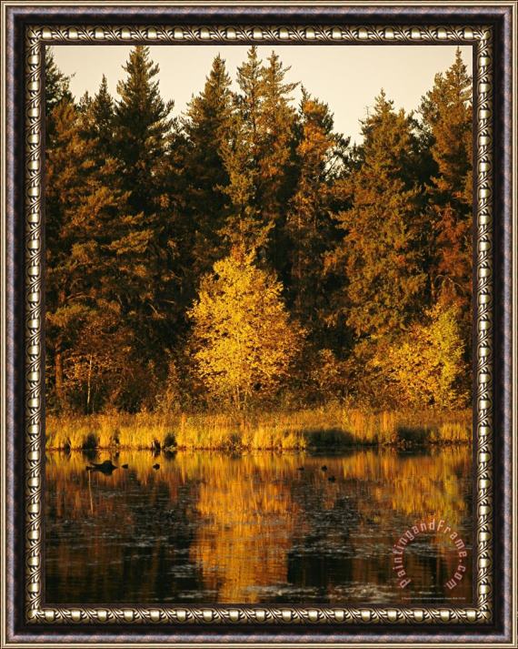 Raymond Gehman Late Afternoon View of a Lakeside Tree in Fall Foliage Framed Print