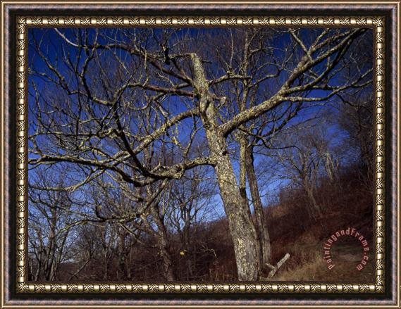 Raymond Gehman Leafless And a Dead Tree on The Trail to The Summit of Max Patch Framed Print