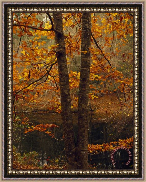 Raymond Gehman Leaves Fall From Beech Tree Along The Obed Wild And Scenic River Framed Painting