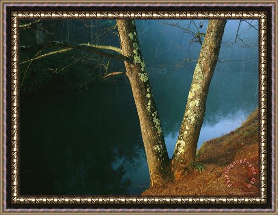 Raymond Gehman Lichen Covered Dogwood Trees on The Banks of Otter Lake Framed Painting