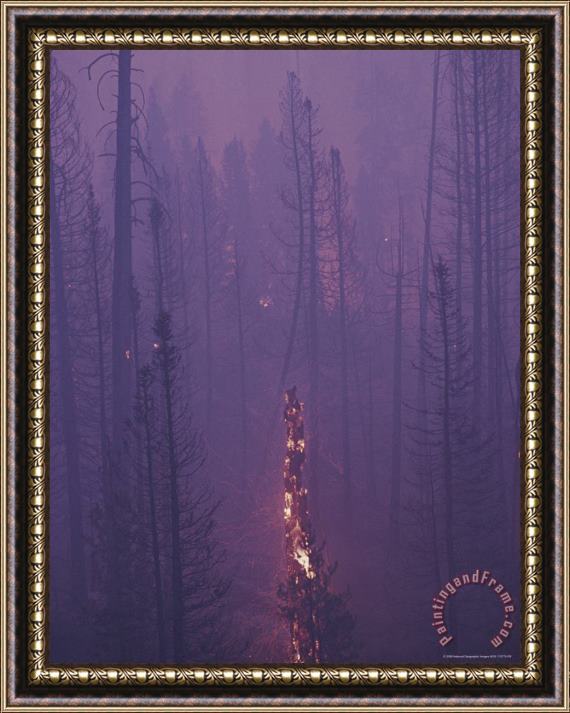 Raymond Gehman Lodgepole Pine Trees Burn And Smoulder at Twilight Framed Painting