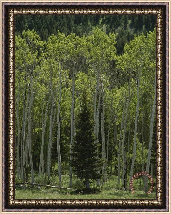 Raymond Gehman Lone Evergreen Amongst Aspen Trees with Spring Foliage Framed Painting