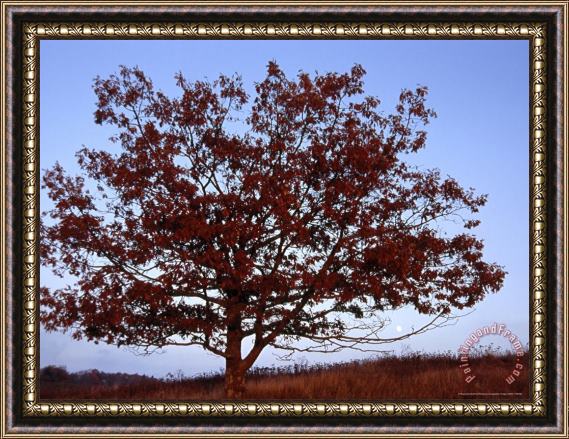 Raymond Gehman Lone Tree Against a Blue Sky Framed Painting