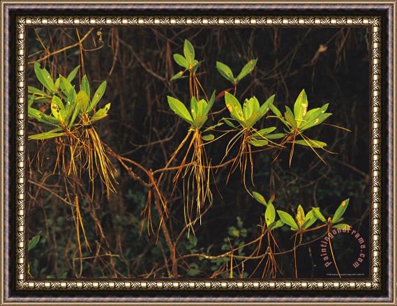 Raymond Gehman Longleaf Pine Needles Hanging Off Bright Green Bay Tree Leaves Framed Painting