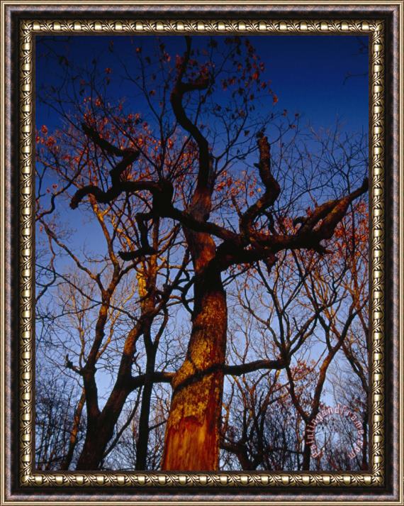 Raymond Gehman Looking Up at an Old Snag Against a Blue Sky at Sunset Framed Print
