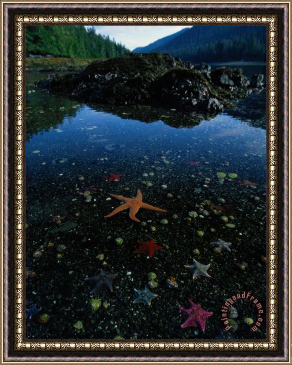 Raymond Gehman Low Tide Reveals a Galaxy of Bat Stars And Other Sea Creatures Framed Painting
