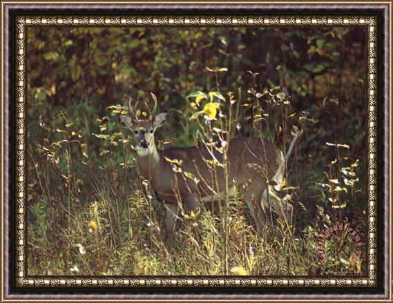 Raymond Gehman Male White Tailed Deer in a Sun Dappled Manitoba Forest Framed Print