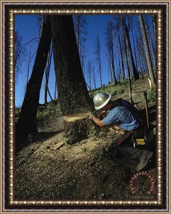 Raymond Gehman Man Uses a Chain Saw to Cut Down a Burnt Tree Framed Painting