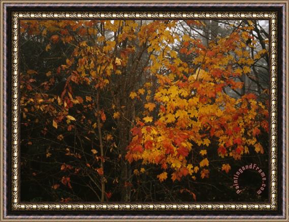 Raymond Gehman Maple Tree with Autumn Colored Leaves in a Foggy Rainy Forest Framed Print