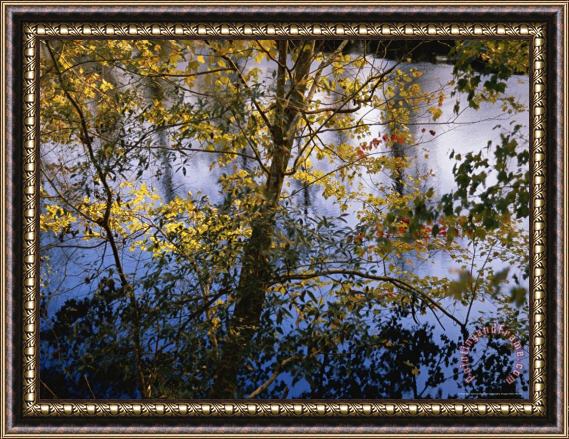 Raymond Gehman Maple Trees in Autumn Colors Along The Dismal Swamp Canal Framed Painting