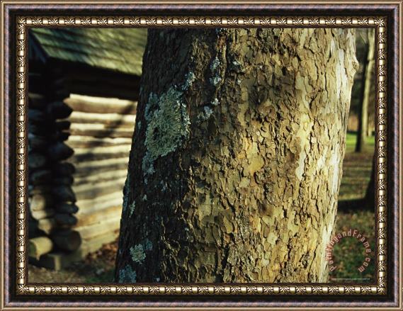 Raymond Gehman Miller Cabin Behind a Moss Covered Trunk of a Large Sycamore Tree Framed Painting