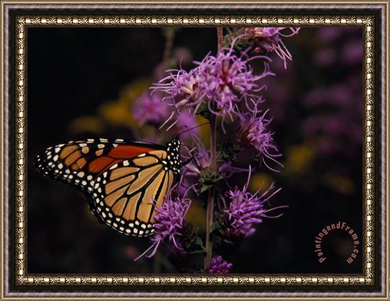 Raymond Gehman Monarch Butterfly Sipping Nectar From Wildflowers Framed Painting