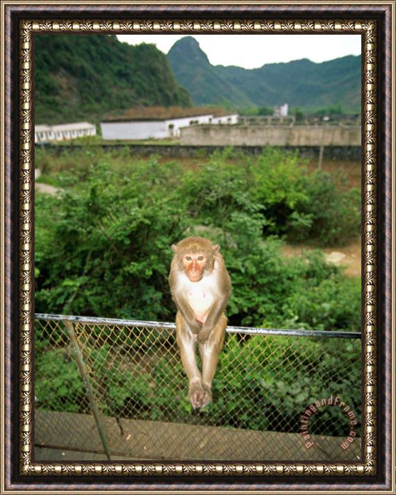 Raymond Gehman Monkey on a Fence at Baiyu Cavern Framed Print