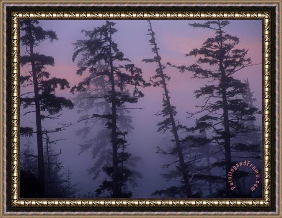 Raymond Gehman Morning Fog Shrouds Trees in The Reserve Framed Painting